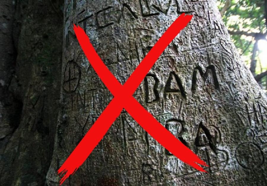 Đừng bao giờ khắc lên thân cây